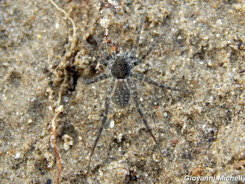 Serie di Araneae del Parco del Ticino